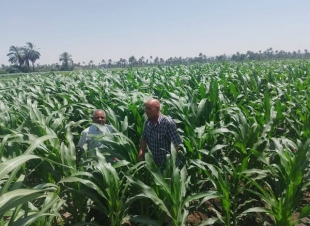 محافظ أسيوط يتابع زراعات القطن والذرة وفول الصويا: دعم فني متواصل لتحقيق الأمن الغذائي